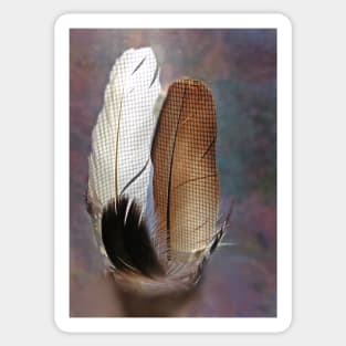 Feathers Sticker